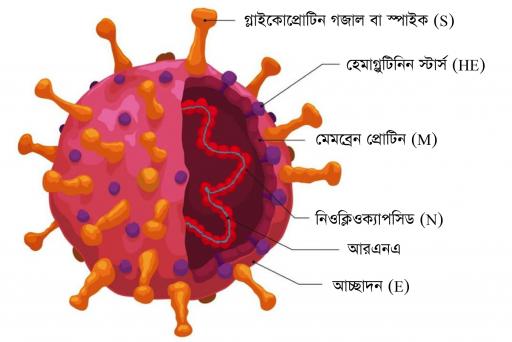 করোনা ভাইরাসের নক্সা। ভেতরে RNA ফিতা, বাইরে S গজাল প্রোটিন