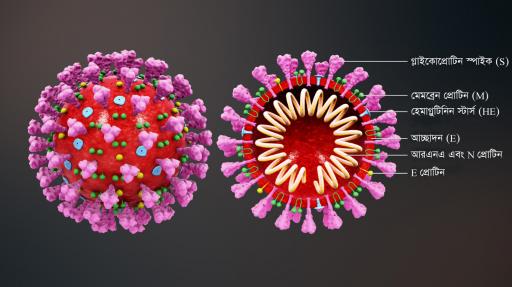 ইলেকট্রন অণুবীক্ষণ যন্ত্রে করোনাভাইরাস
